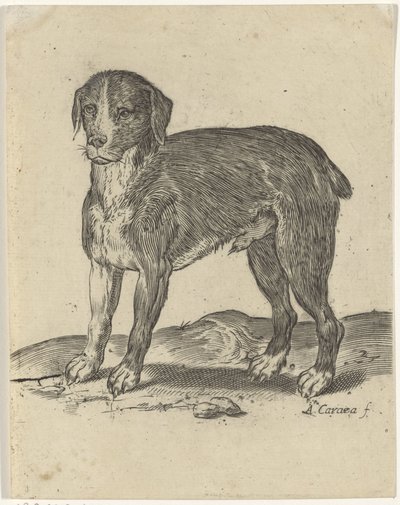 seisova koira tekijältä Agostino Carracci