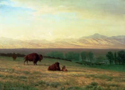 Buffalo on the Plains, n. 1890 tekijältä Albert Bierstadt