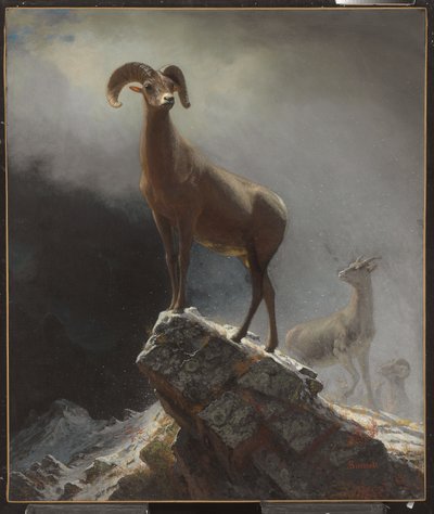 Rocky Mountain Sheep tai Big Horn, Ovis, Montana, n. 1884 tekijältä Albert Bierstadt