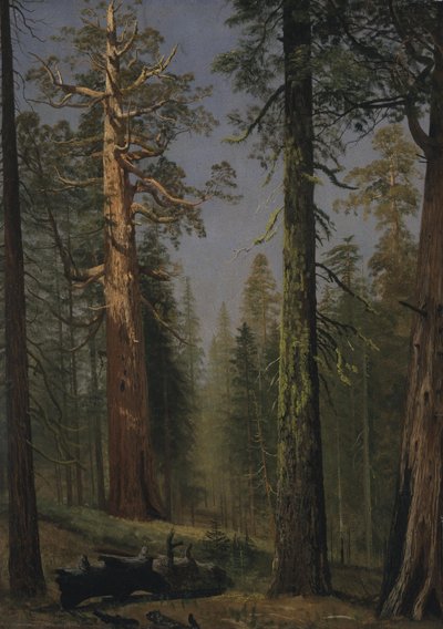 Grizzly Giant Sequoia, Mariposa Grove, Kalifornia tekijältä Albert Bierstadt