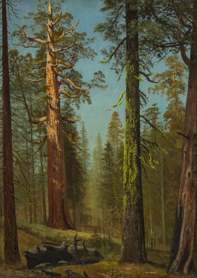 Grizzly Giant -jättisequoia, Mariposa Grove, Kalifornia tekijältä Albert Bierstadt