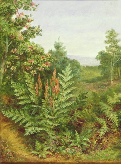Kuusama ja saniaiset tekijältä Albert Durer Lucas