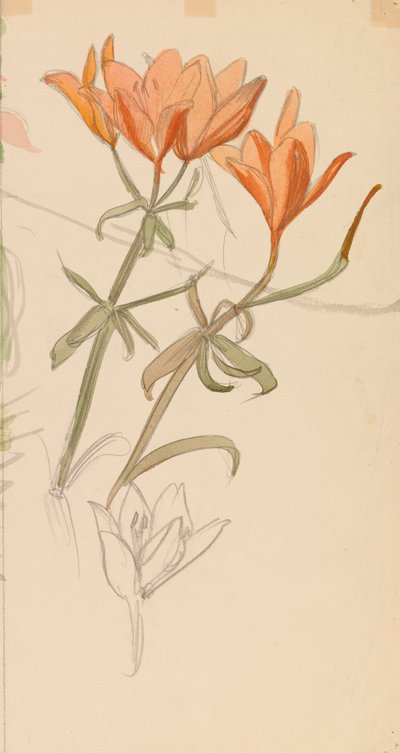 Orange Lilien tekijältä Albert Edelfelt
