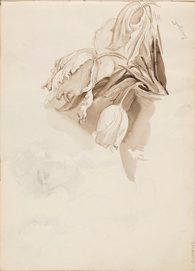 Tulppaaneita tekijältä Albert Edelfelt