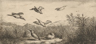 Alcedo, Martin-pescheur Kingfisher: Livre d
