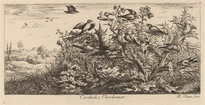 Carduelis, Kultasipso tekijältä Albert Flamen