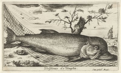 Delfiini kalaverkossa Delphinus Le Dauphin. (otsikko esineessä) Kalat ja muut meren eläimet - suolaisen veden kolmas sarja (sarjan nimi) Poissons de mer (sarjan nimi) tekijältä Albert Flamen