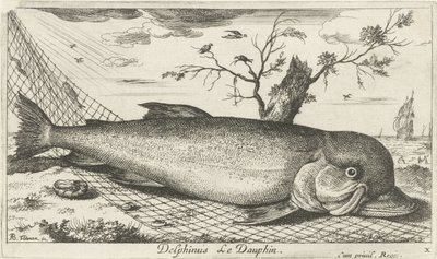 Delfiini kalaverkossa Delphinus Le Dauphin. (otsikko esineessä) Kalat ja muut meren eläimet - suolaisen veden kolmas sarja (sarjan nimi) Poissons de mer (sarjan nimi) tekijältä Albert Flamen