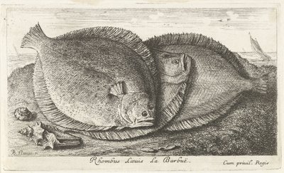 Kolme poikasta rannalla Rhombus Laeuis La Barbuë (otsikko esineessä) Kalat ja muut meren eläimet - suolaisen veden kolmas sarja (sarjan nimi) Poissons de mer (sarjan nimi) tekijältä Albert Flamen