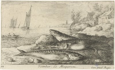 Kolme makrillia rannalla Scomber. Le Maquereau. (otsikko esineessä) Kalat ja muut meren eläimet - suolaisen veden ensimmäinen sarja (sarjan nimi) Diverse Especes de Poissons de mer (sarjan nimi) tekijältä Albert Flamen
