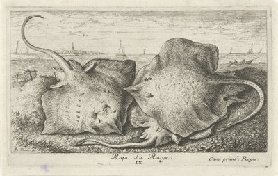 Kolme sädettä rannalla raja. La Raye. (otsikko esineessä) Kalat ja muut meren eläimet - suolaisen veden toinen sarja (sarjan nimi) Poissons de mer (sarjan nimi) tekijältä Albert Flamen