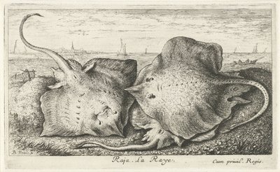 Kolme sädettä rannalla raja. La Raye. (otsikko esineessä) Kalat ja muut meren eläimet - suolaisen veden toinen sarja (sarjan nimi) Poissons de mer (sarjan nimi) tekijältä Albert Flamen