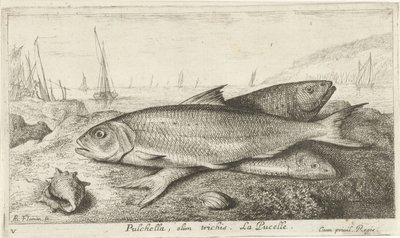 Kolme kalaa rannalla Pulchella, olim trichis. La Pucelle. (otsikko esineessä) Kalat ja muut meren eläimet - suolaisen veden ensimmäinen sarja (sarjan nimi) Diverse Especes de Poissons de mer (sarjan nimi) tekijältä Albert Flamen