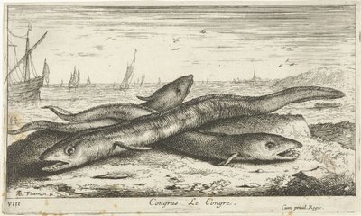 Kolme meriankeriasta rannalla Kongressi Le Congress. (otsikko esineessä) Kalat ja muut meren eläimet - suolaisen veden ensimmäinen sarja (sarjan nimi) Diverse Especes de Poissons de mer (sarjan nimi) tekijältä Albert Flamen