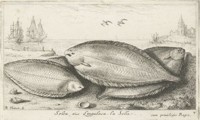 Kolme pohjallista rannalla Solea siue Lingulaca. La Solle. (otsikko esineessä) Kalat ja muut meren eläimet - suolaisen veden kolmas sarja (sarjan nimi) Poissons de mer (sarjan nimi) tekijältä Albert Flamen