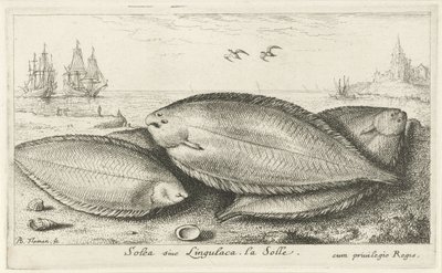 Kolme pohjallista rannalla Solea siue Lingulaca. La Solle. (otsikko esineessä) Kalat ja muut meren eläimet - suolaisen veden kolmas sarja (sarjan nimi) Poissons de mer (sarjan nimi) tekijältä Albert Flamen