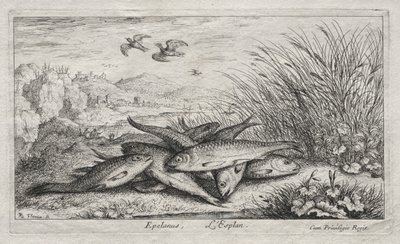 Makean veden kalat, osa II: Epelanus, L