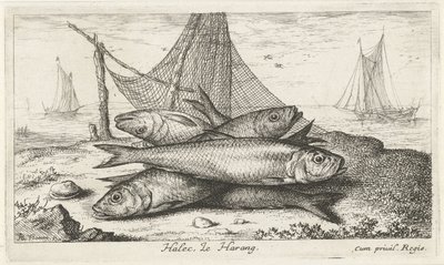 Silli kalaverkossa Halec, Le Harang. (otsikko esineessä) Kalat ja muut meren eläimet - suolaisen veden toinen sarja (sarjan nimi) Poissons de mer (sarjan nimi) tekijältä Albert Flamen