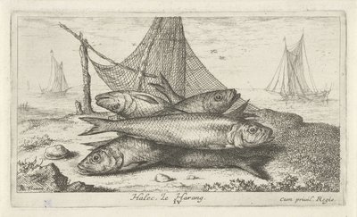 Silli kalaverkossa Halec, Le Harang. (otsikko esineessä) Kalat ja muut meren eläimet - suolaisen veden toinen sarja (sarjan nimi) Poissons de mer (sarjan nimi) tekijältä Albert Flamen
