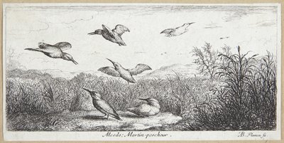 Kingfisher (Alcedo) tekijältä Albert Flamen