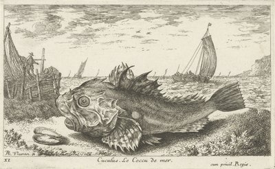 Poon rannalla Cuculus. Le Coccu de mer (otsikko esineessä) Kalat ja muut meren eläimet - suolaisen veden ensimmäinen sarja (sarjan nimi) Diverse Especes de Poissons de mer (sarjan nimi) tekijältä Albert Flamen