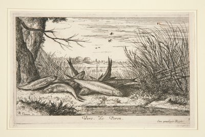 The Loach, Fresh Water Fish -sarjan toisesta osasta. tekijältä Albert Flamen