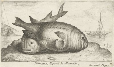 Kaksi pyöriäistä rannalla Phoca Na, Espèce de Marsoüin, (otsikko esineessä) Kalat ja muut meren eläimet - suolaisen veden kolmas sarja (sarjan nimi) Poissons de mer (sarjan nimi) tekijältä Albert Flamen
