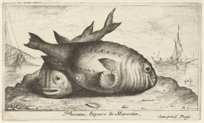 Kaksi pyöriäistä rannalla Phoca Na, Espèce de Marsoüin, (otsikko esineessä) Kalat ja muut meren eläimet - suolaisen veden kolmas sarja (sarjan nimi) Poissons de mer (sarjan nimi) tekijältä Albert Flamen