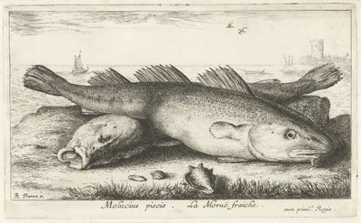 Kaksi turskaa rannalla Molucius piscis. Le Morue Fraiche. (otsikko esineessä) Kalat ja muut meren eläimet - suolaisen veden toinen sarja (sarjan nimi) Poissons de mer (sarjan nimi) tekijältä Albert Flamen