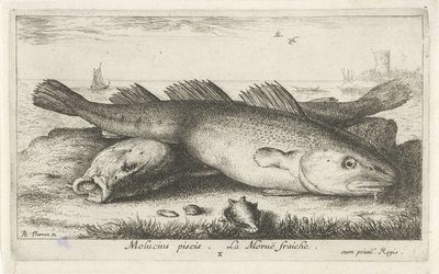 Kaksi turskaa rannalla Molucius piscis. Le Morue Fraiche. (otsikko esineessä) Kalat ja muut meren eläimet - suolaisen veden toinen sarja (sarjan nimi) Poissons de mer (sarjan nimi) tekijältä Albert Flamen
