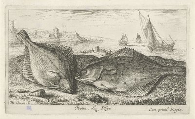 Kaksi kampelaa rannalla psetta. La Plye. (otsikko esineessä) Kalat ja muut meren eläimet - suolaisen veden toinen sarja (sarjan nimi) Poissons de mer (sarjan nimi) tekijältä Albert Flamen