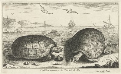 Kaksi kilpikonnaa rannalla Testudo venesatama; La Tortuë de Mer (otsikko esineessä) Kalat ja muut meren eläimet - suolaisen veden toinen sarja (sarjan nimi) Poissons de mer (sarjan nimi) tekijältä Albert Flamen