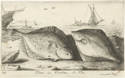 Kaksi punakampelaa rannalla Flesus siue Fleteletus. La flez. (otsikko esineessä) Kalat ja muut meren eläimet - suolaisen veden ensimmäinen sarja (sarjan nimi) Diverse Especes de Poissons de mer (sarjan nimi) tekijältä Albert Flamen