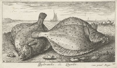 Kaksi punakampelaa rannalla Quadratulus. LeQuarlet. (otsikko esineessä) Kalat ja muut meren eläimet - suolaisen veden kolmas sarja (sarjan nimi) Poissons de mer (sarjan nimi) tekijältä Albert Flamen