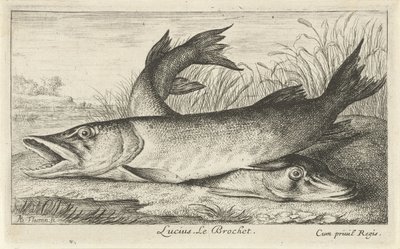 Kaksi haukea joen rannalla Lucius. Le Brochet. (otsikko esineessä) Kalat ja muut merieläimet – makean veden ensimmäinen sarja (sarjan nimi) Monipuoliset Especes de Poissons d