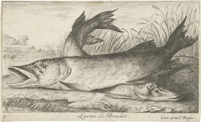 Kaksi haukea joen rannalla Lucius. Le Brochet. (otsikko esineessä) Kalat ja muut merieläimet – makean veden ensimmäinen sarja (sarjan nimi) Monipuoliset Especes de Poissons d