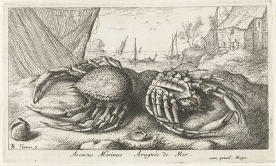 Kaksi hämähäkkirapua lähellä kalaverkkoa Araneus Marinus Aragnée de Mer (otsikko esineessä) Kalat ja muut meren eläimet - suolaisen veden toinen sarja (sarjan nimi) Poissons de mer (sarjan nimi) tekijältä Albert Flamen