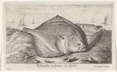Kaksi piikkikampelaa rannalla Rhombus acleatus. Le Turbot. (otsikko esineessä) Kalat ja muut meren eläimet - suolaisen veden kolmas sarja (sarjan nimi) Poissons de mer (sarjan nimi) tekijältä Albert Flamen