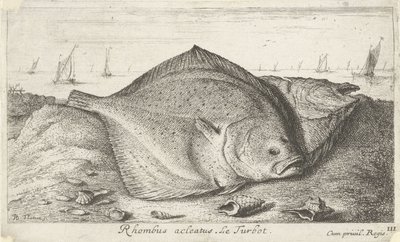 Kaksi piikkikampelaa rannalla Rhombus acleatus. Le Turbot. (otsikko esineessä) Kalat ja muut meren eläimet - suolaisen veden kolmas sarja (sarjan nimi) Poissons de mer (sarjan nimi) tekijältä Albert Flamen