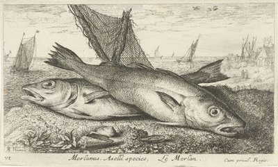 Kaksi valkoturskaa rannalla Merlanus. Aselli-lajit, Lemerlan. (otsikko esineessä) Kalat ja muut meren eläimet - suolaisen veden ensimmäinen sarja (sarjan nimi) Diverse Especes de Poissons de mer (sarjan nimi) tekijältä Albert Flamen
