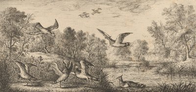 Vanellus, Vanneau Lapsiipi: Livre d