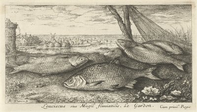 Neljä särkeä kalaverkossa Leuciscus siue Mugil fluuiatilus. Le Gardon. (otsikko esineessä) Kalat ja muut merieläimet – makean veden ensimmäinen sarja (sarjan nimi) Monipuoliset Especes de Poissons d