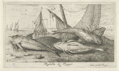 Neljä punaista kelttiä rannalla Rubellio Le Rouget. (otsikko esineessä) Kalat ja muut meren eläimet - suolaisen veden toinen sarja (sarjan nimi) Poissons de mer (sarjan nimi) tekijältä Albert Flamen