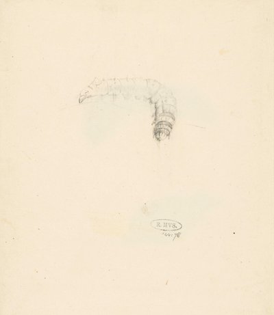 Studieblad met rups, Lasiocampa Quireifolia tekijältä Albertus Steenbergen