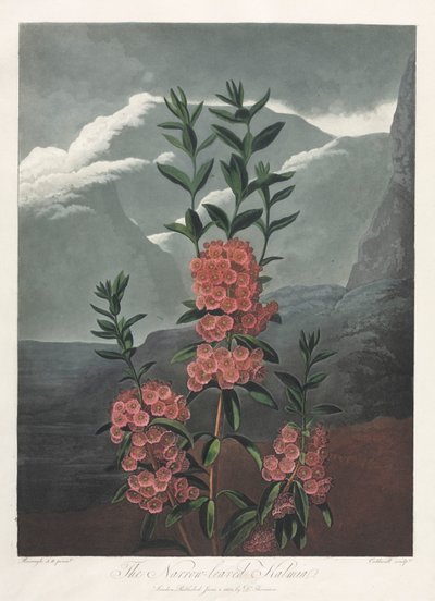 Floran temppeli eli luonnonpuutarha: kapealehtinen Kalmia tekijältä Albrecht Altdorfer