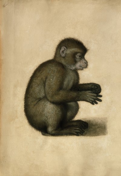 Apina / akvarelli, A. Dürer. tekijältä Albrecht Dürer
