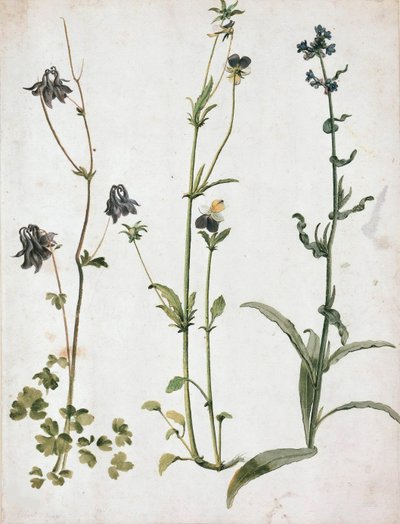 Kolumbiinit, orvokit ja härän kieli, 1500-luvun ensimmäinen neljännes. tekijältä Albrecht Dürer