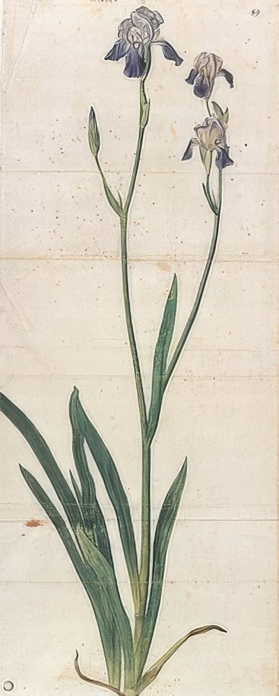 Blue Flowering Iris - Iris Germanica (Iris Trojana?). Noin 1503 tekijältä Albrecht Dürer