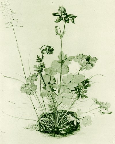 Columbine tekijältä Albrecht Dürer
