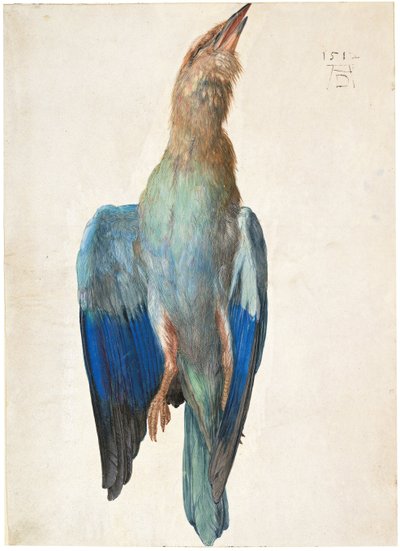 Dead Blue Roller, 1500 tai 1512 tekijältä Albrecht Dürer